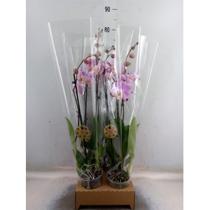 Phalaenopsis   ...