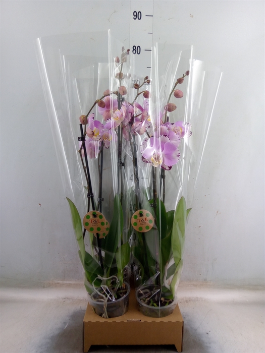 <h4>Phalaenopsis   ...</h4>