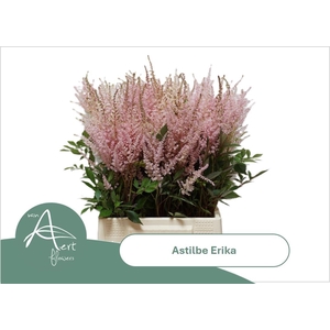 ASTIL AR ERIKA