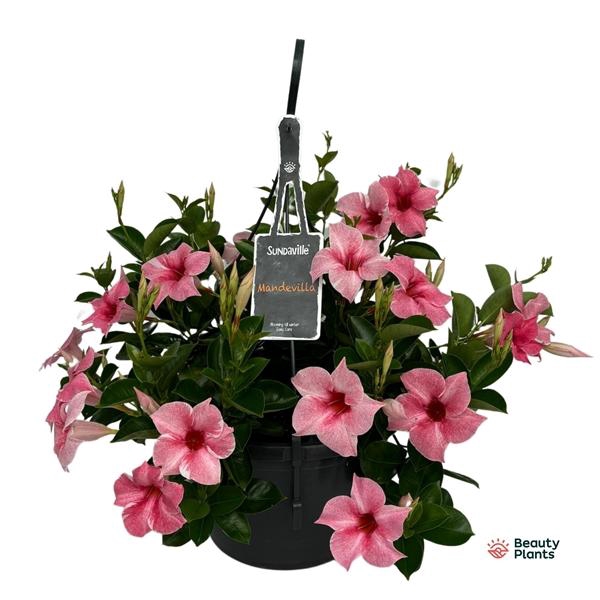 <h4>Mandevilla Sundaville Flamingo Pink</h4>