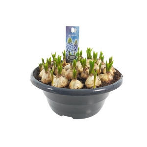 Bol op pot Muscari Atlantic 23cm