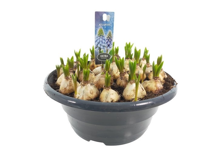 <h4>Bol op pot Muscari Atlantic 23cm</h4>