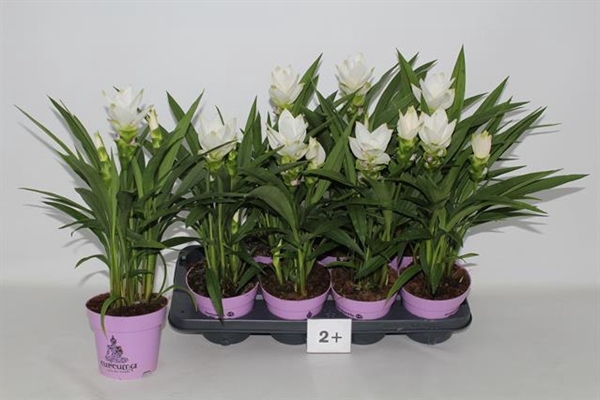 Curcuma alismatifolia Siam Sisto 14Ø 55cm 2fl