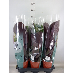 Calathea  'Medallion'