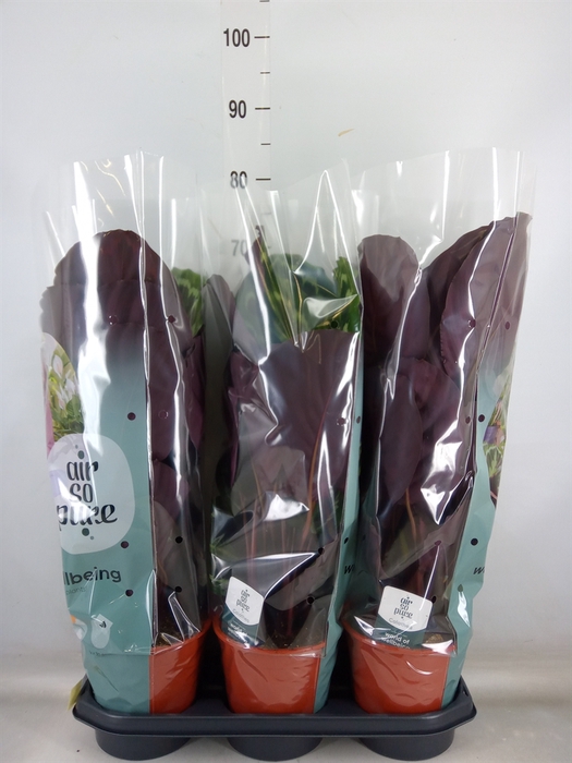 <h4>Calathea  'Medallion'</h4>