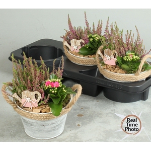 ARR TUINPLANTEN