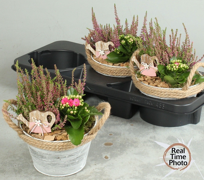 <h4>ARR TUINPLANTEN</h4>