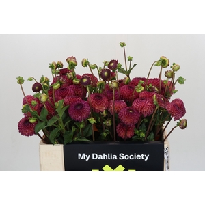 Dahlia Burlesca