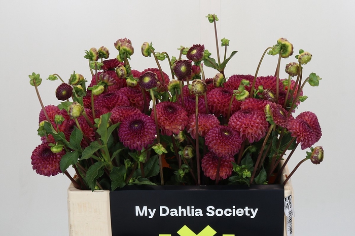Dahlia Burlesca