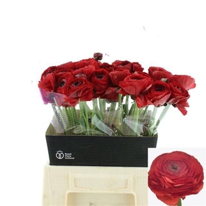 RAN SU SR TANGO RED SUPER