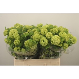 Viburnum Roseum St 4+