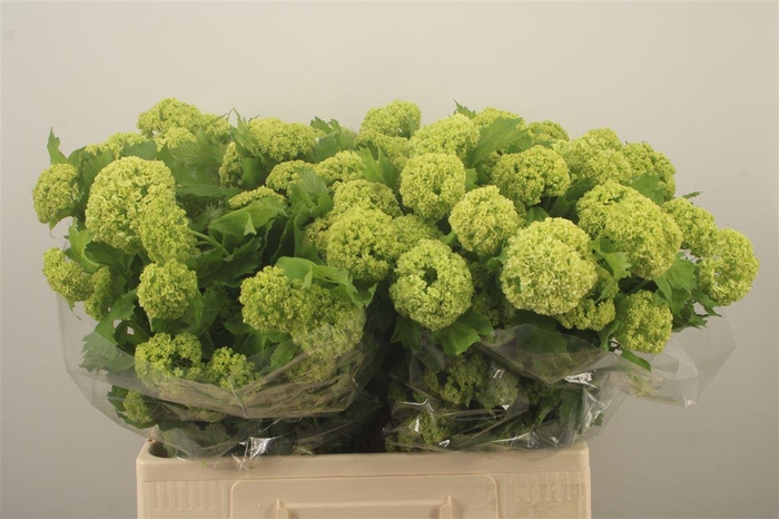 <h4>Viburnum Roseum St 4+</h4>