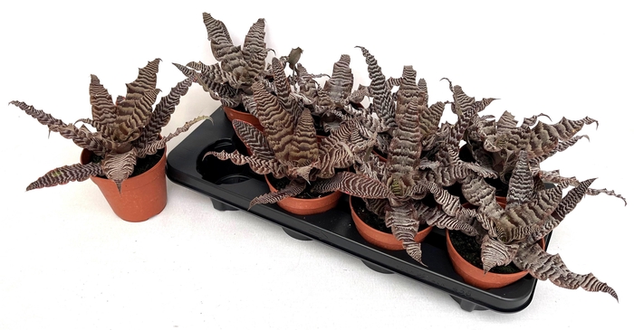 <h4>CRYPTAN ZONATUS</h4>