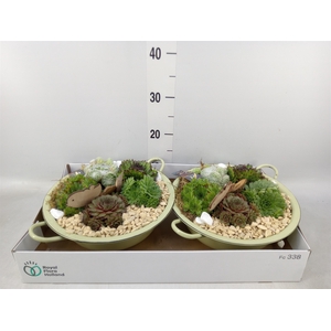Arr.  Sempervivum L%