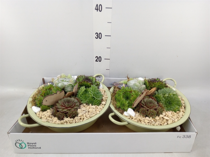 <h4>Arr.  Sempervivum L%</h4>
