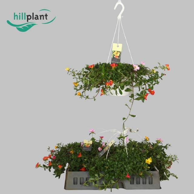 <h4>PORT GEM HANG 17 CM</h4>