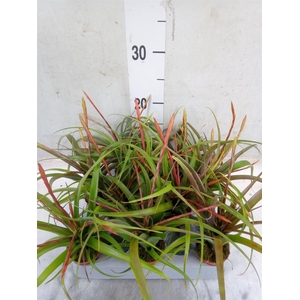 Tillandsia flabellata