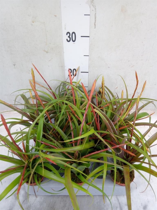 <h4>Tillandsia flabellata</h4>