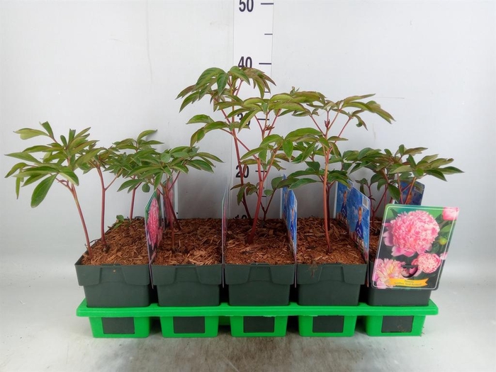 <h4>Paeonia lact. 'Sarah Bernh'</h4>
