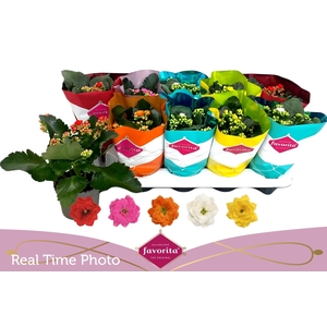 KAL GE PERF GEM 5 KL