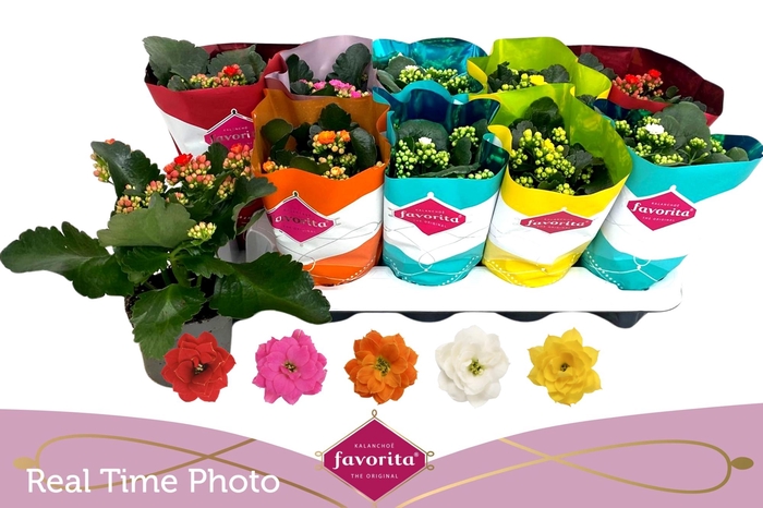 <h4>KAL GE PERF GEM 5 KL</h4>