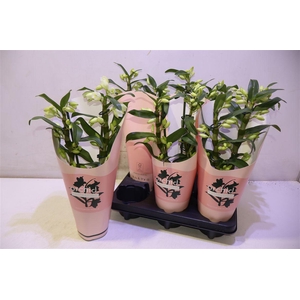 arr8 Dendr N Sc Apollon