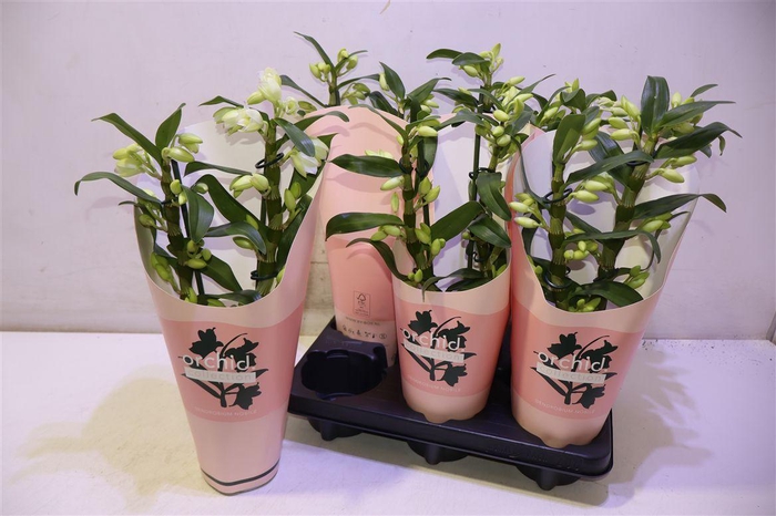 <h4>arr8 Dendr N Sc Apollon</h4>