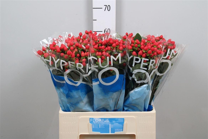 <h4>Hyp Coco Rio</h4>