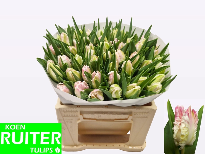 <h4>TU PA CABANNA</h4>