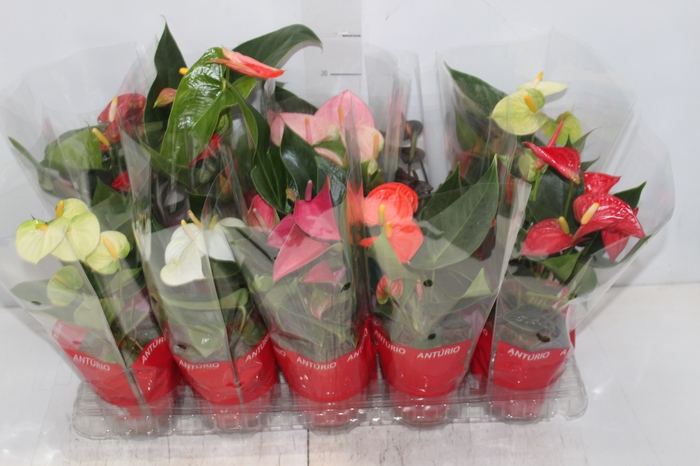 <h4>ANTHURIUM VARIADO P12</h4>