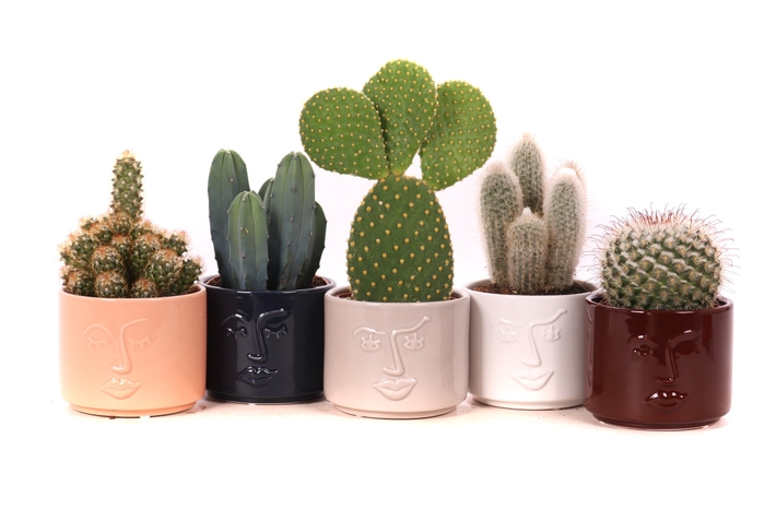 <h4>Cactus Gemengd Keramiek Face It</h4>