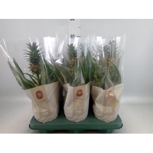 Ananas  'Mi Amigo'