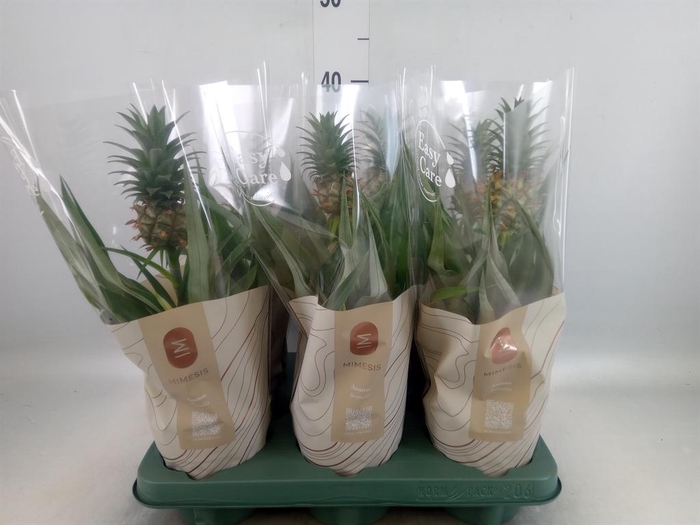 <h4>Ananas 'Mi Amigo'</h4>