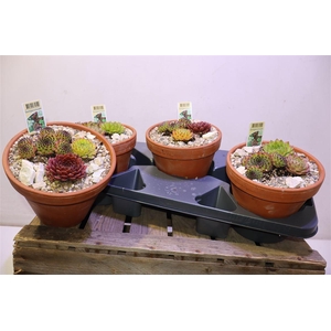 Arr Sempervivum In Terra Cotta