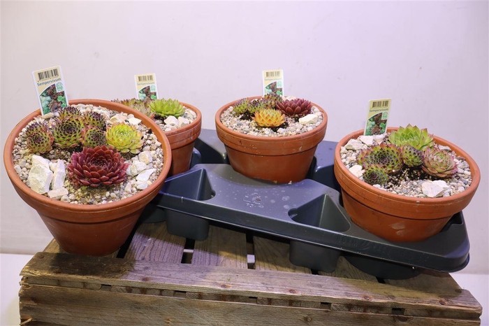 <h4>Arr Sempervivum In Terra Cotta</h4>