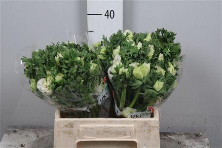 <h4>Anem Co Galil Wit</h4>