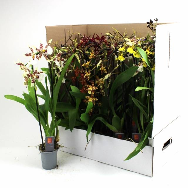 <h4>ORCHIDEEEN GEM</h4>