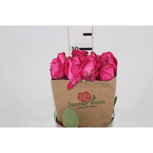 ROSA CHERRY AVALANCHE 050 CM PINK