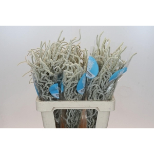 Amaranthus Yearming Desert