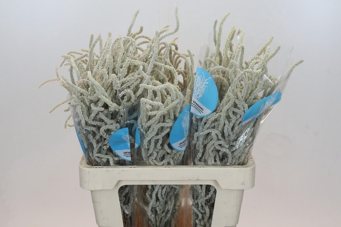 <h4>Amaranthus Yearming Desert</h4>