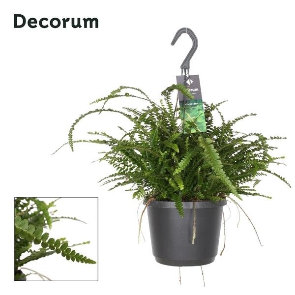 <h4>Nephrolepis cordifolia 'Duffii'</h4>