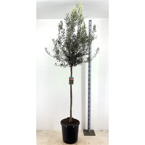 OLEA EUROPAEA