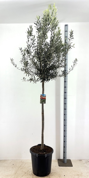 <h4>OLEA EUROPAEA</h4>
