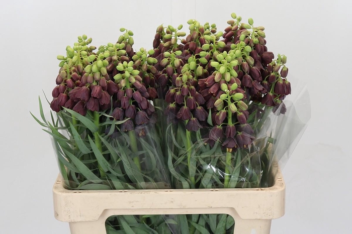 <h4>Fritillaria Persica</h4>