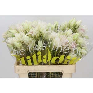 Blushing Bride 4/6 Flowers