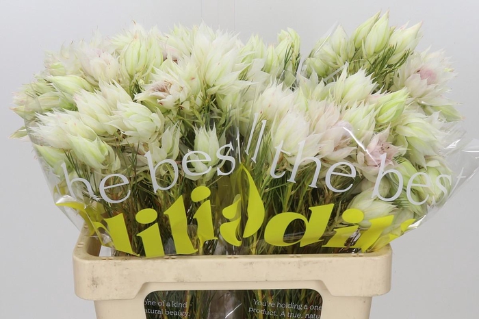 <h4>Blushing Bride 4/6 Flowers</h4>