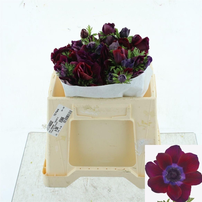 <h4>ANEM CO MIS BORDEAUX</h4>