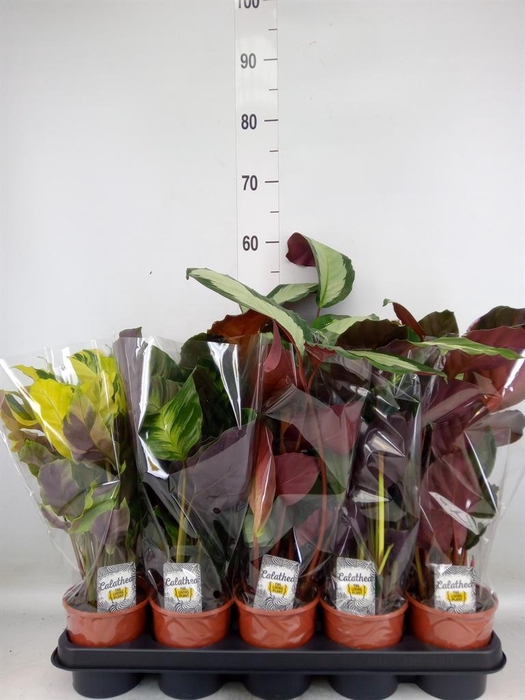 <h4>Calathea ...mix 4</h4>