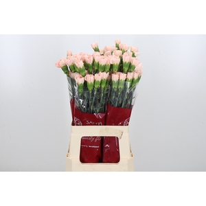 Di St Novia Peach
