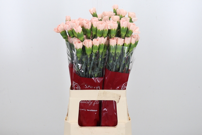 <h4>Di St Novia Peach</h4>